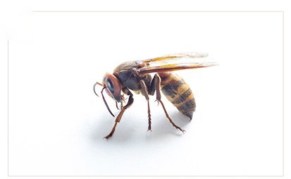 고농도봉침