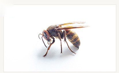 고농도봉침