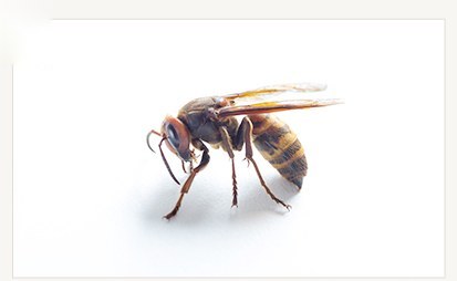 고농도봉침