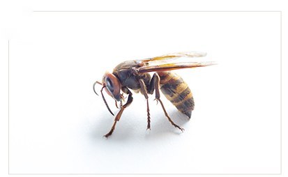 고농도봉침