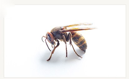 고농도봉침
