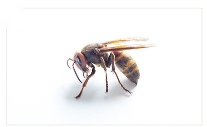 고농도봉침