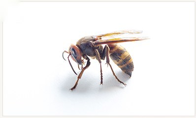 고농도봉침