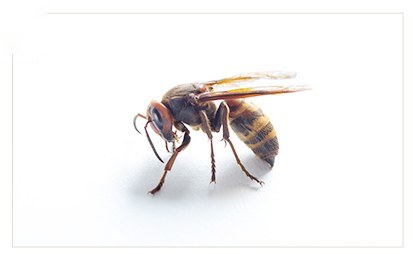 고농도봉침